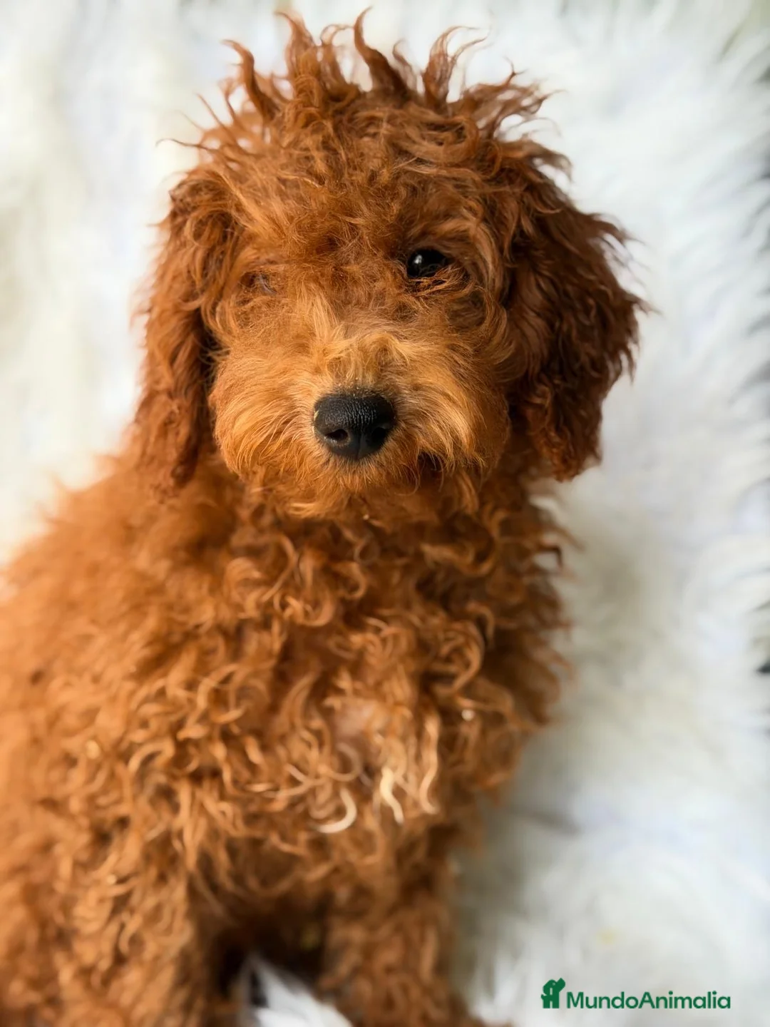 Caniche Enano perros en venta: Camada de Caniche enano 💙🐾 - Anuncio 4