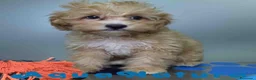 Havapoo perros en venta: Havapoo Macho de Haya y Can 6756 AQUANATURA - Anuncio 8