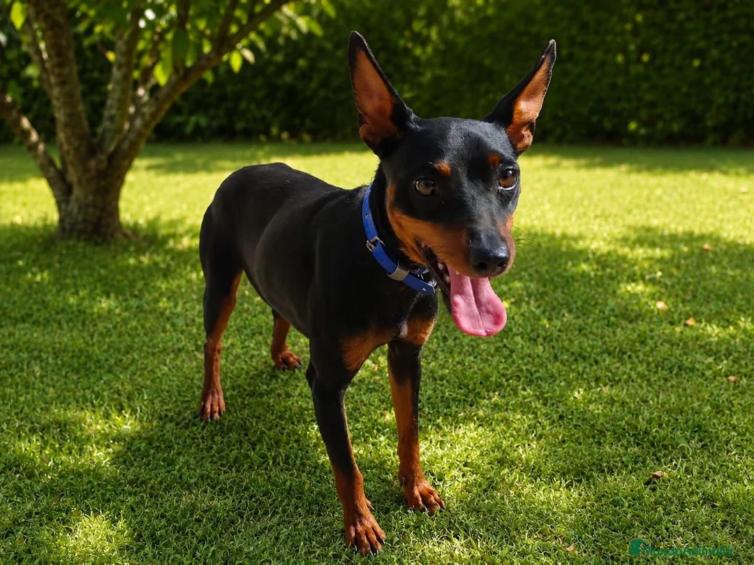 Pinscher Miniatura perros en venta: MINI PINSCHER MACHO - Anuncio 2