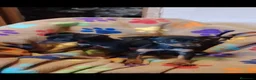 Ratón de Praga perros en venta: Ratón de Praga 641387649 - Anuncio 3