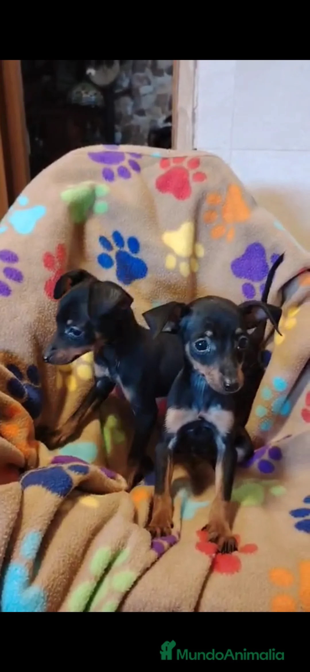 Ratón de Praga perros en venta: Ratón de Praga 641387649 - Anuncio 3
