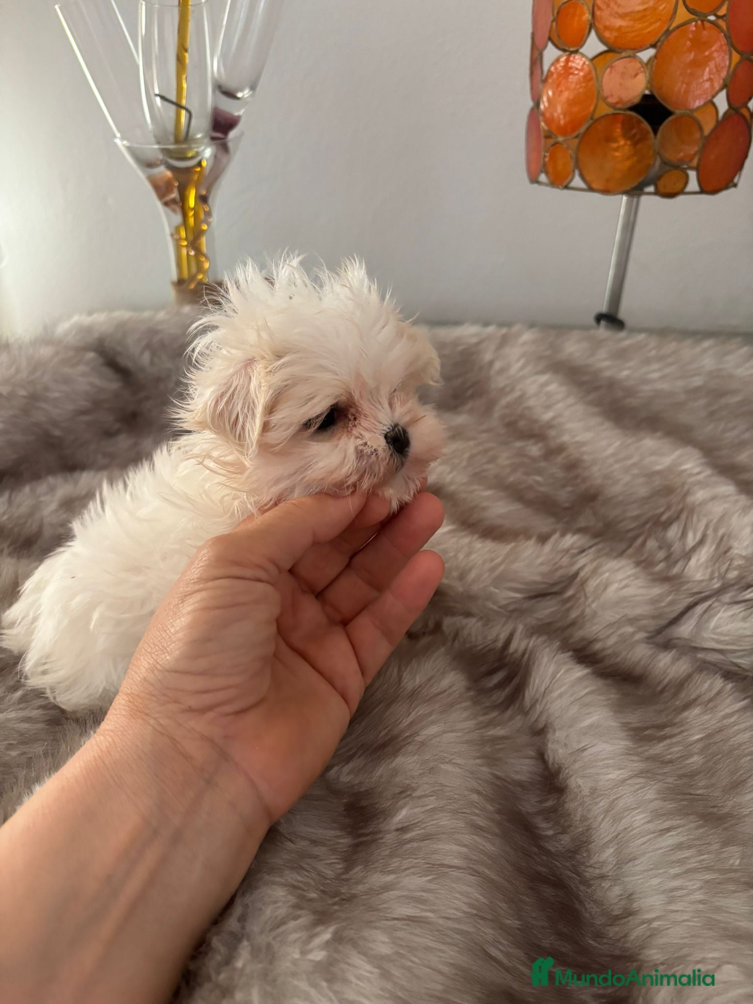 Bichón Maltés perros Bichón maltes mini - Anuncio 2