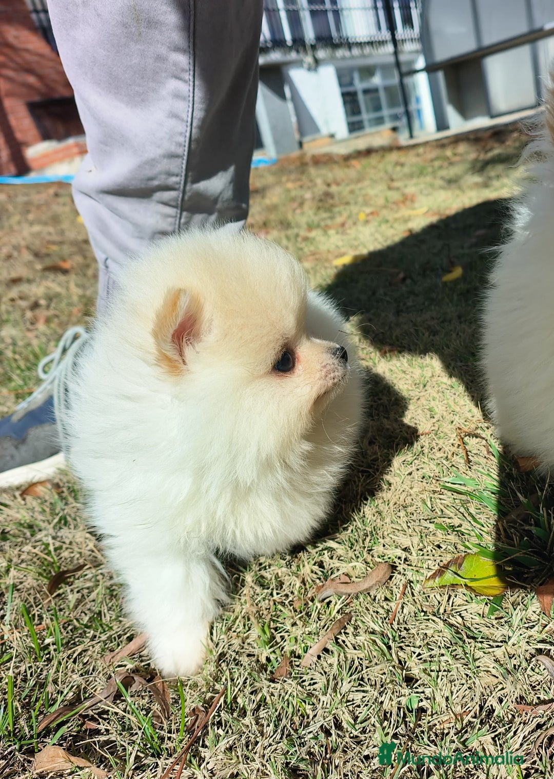 Pomerania perros en venta: Lulu pomerania - Imagen 3