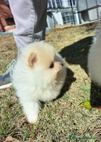 Pomerania perros - Anuncio 4