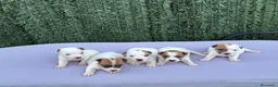 Jack Russell Terrier perros en venta: Jack russell terrier  - Anuncio 7