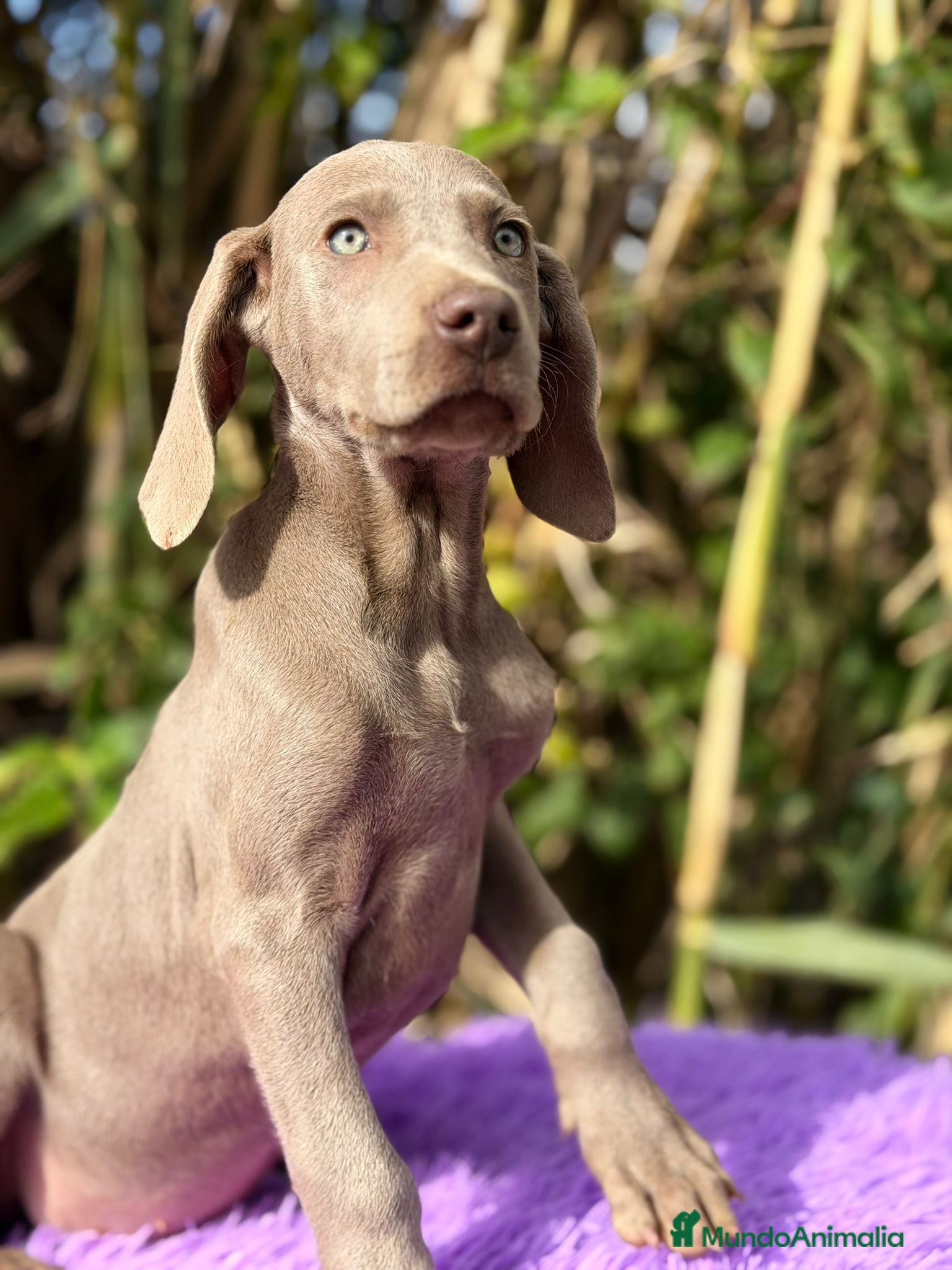 Weimaraner perros WEIMANARER DISPONIBLES - Anuncio 12