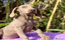 Weimaraner perros en venta: WEIMANARER DISPONIBLES - Anuncio 1