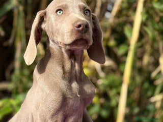 Weimaraner perros WEIMANARER DISPONIBLES - Anuncio 4