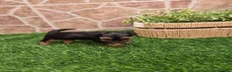 Yorkshire Terrier perros en venta: Yorkshire terrier - Anuncio 23