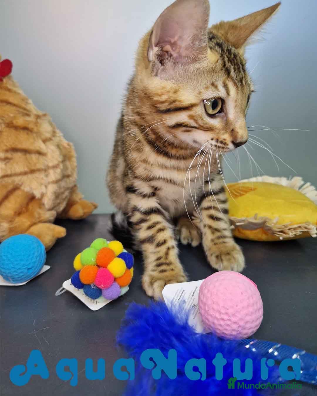 Bengalí gatos en venta: Bengali Macho 4605 AQUANATURA - Imagen 8