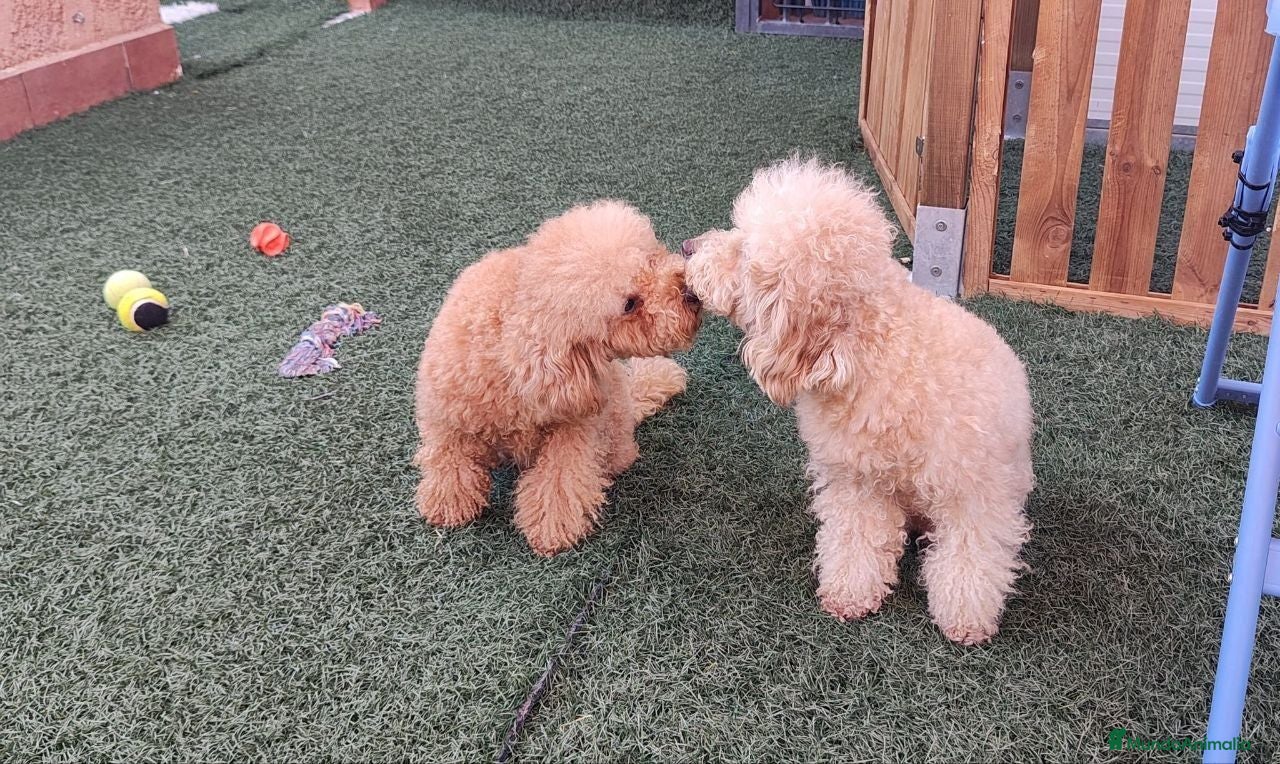 Caniche Enano perros caniche enano - Anuncio 1