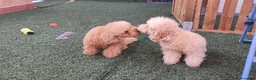 Caniche Enano perros en venta: caniche enano - Anuncio 1
