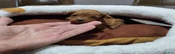Raza Mixta perros en venta: Caniche toy y enano - Anuncio 4