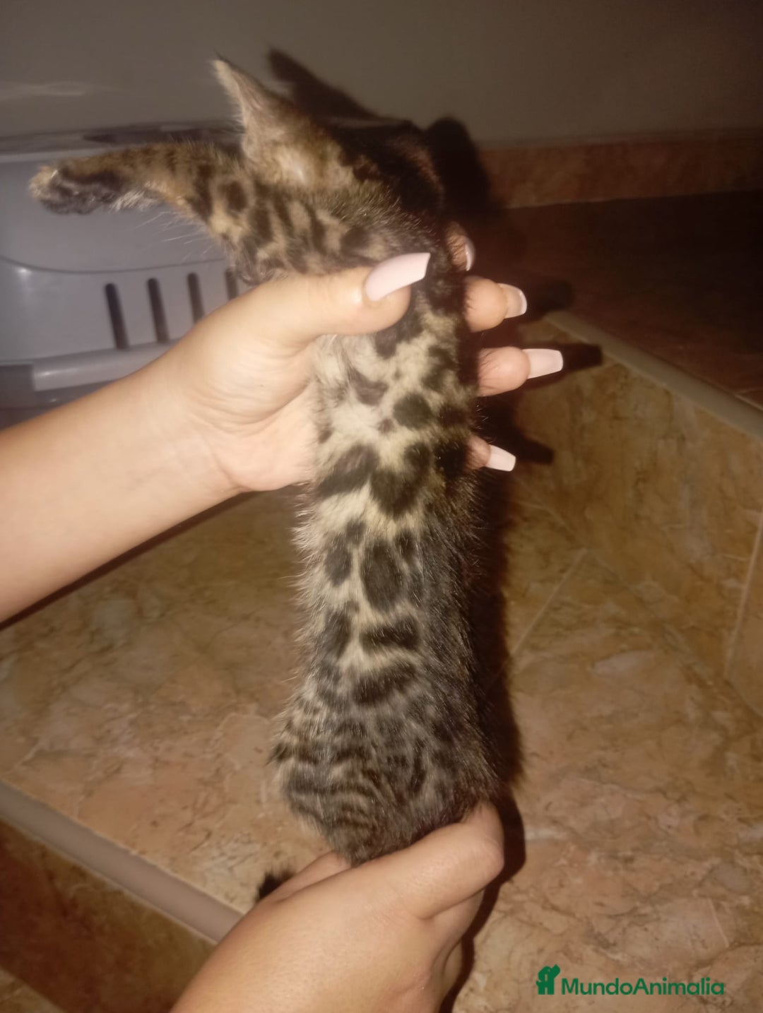 Bengalí gatos en venta: CAMADA BENGALÍS  - Imagen 2
