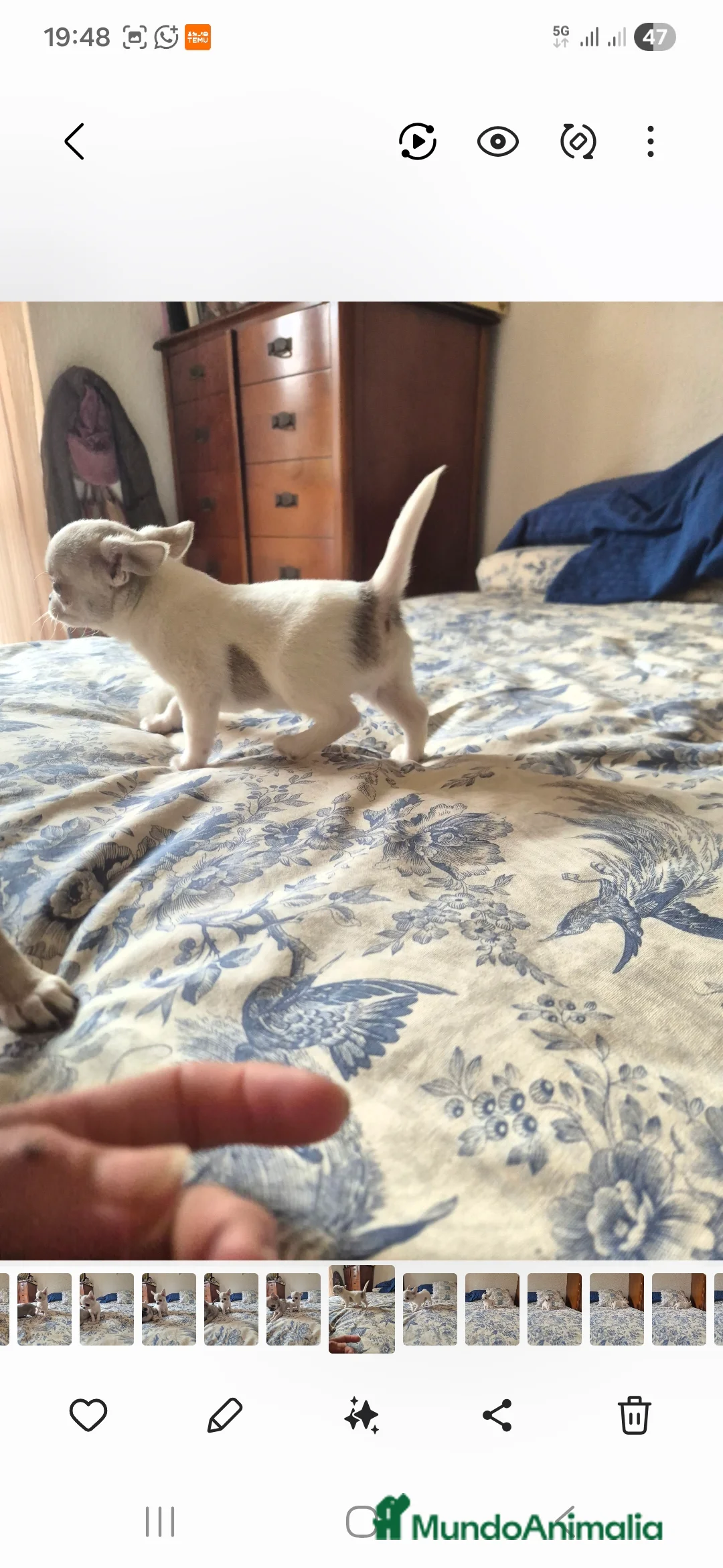 Chihuahua perros en venta: Cachorros de chihuahua - Anuncio 4
