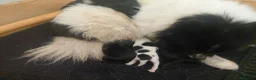 Pomerania perros en venta: POMERANIAS - Anuncio 1