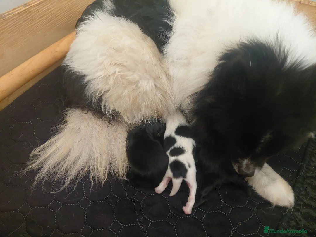 Pomerania perros en venta: POMERANIAS - Anuncio 1