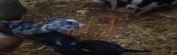 Chihuahua perros en venta: Chihuahua toy  en Barcelona - Anuncio 6