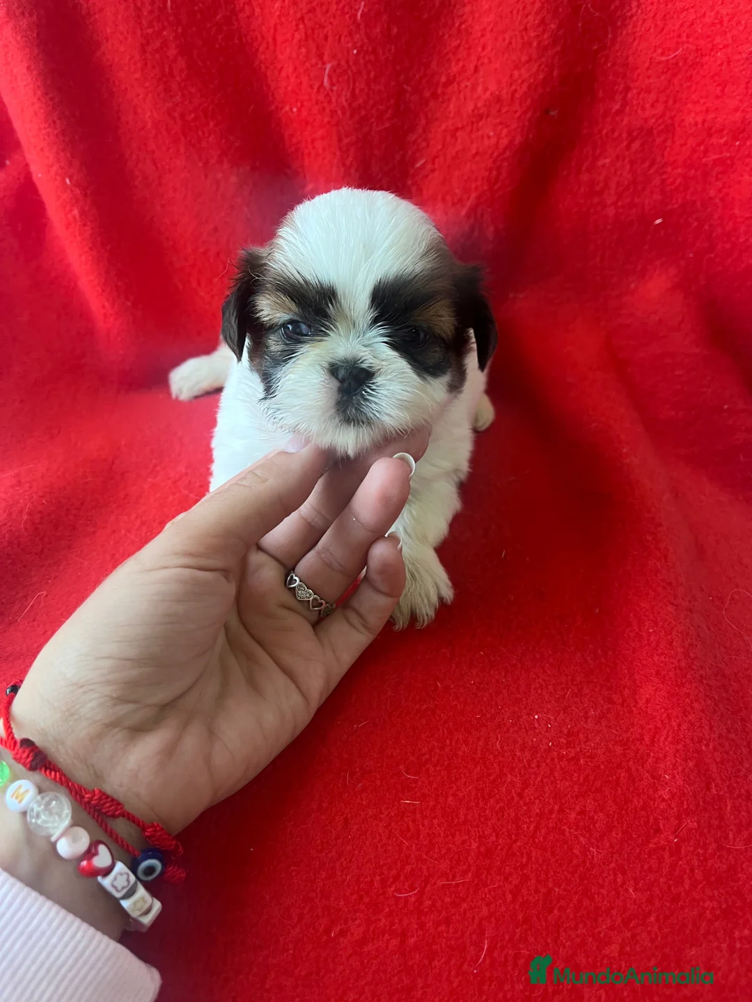 Shih Tzu perros en venta: PRECIOSA PAREJA DE SHIH TZU - Anuncio 2