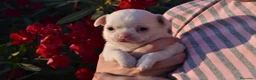 Chihuahua perros en venta: PRECIOSOS CHIHUAHUA BLANCOS 🤍 - Anuncio 2
