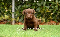 Labrador Retriever perros en venta: Labrador chocolate: crianza, amor y salud - Imagen 2