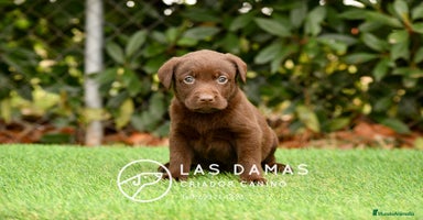 Labrador Retriever perros - Anuncio 11