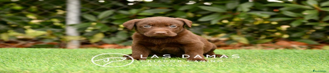Labrador Retriever MACHO