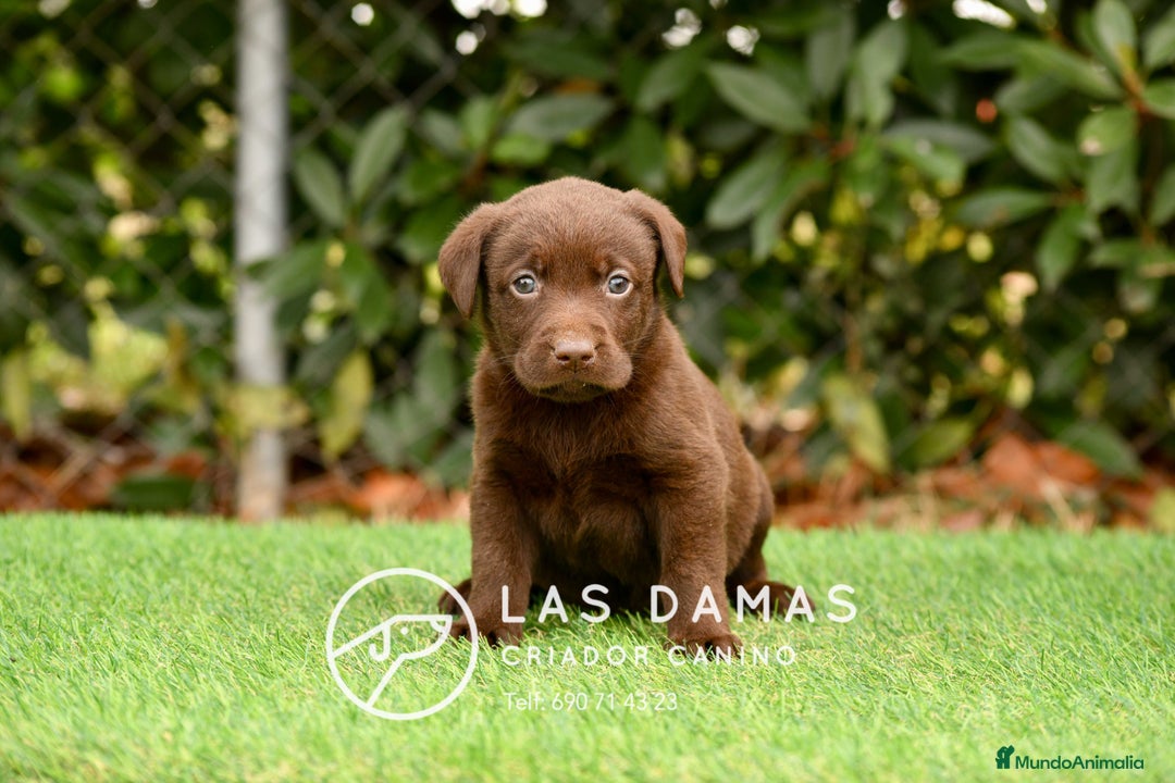 Labrador Retriever perros en venta: Labrador chocolate: crianza, amor y salud - Imagen 2