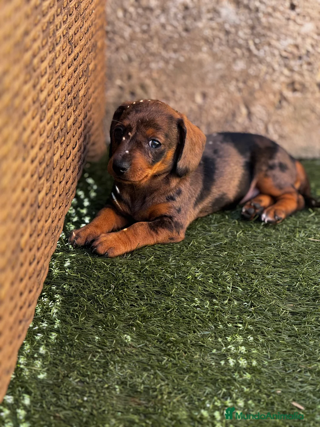 Teckel Miniatura perros en venta: Teckel mni en Illes Balears - Anuncio 17