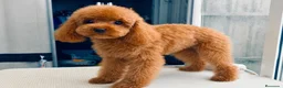 Caniche Toy perros en venta: Caniche toy - Anuncio 13