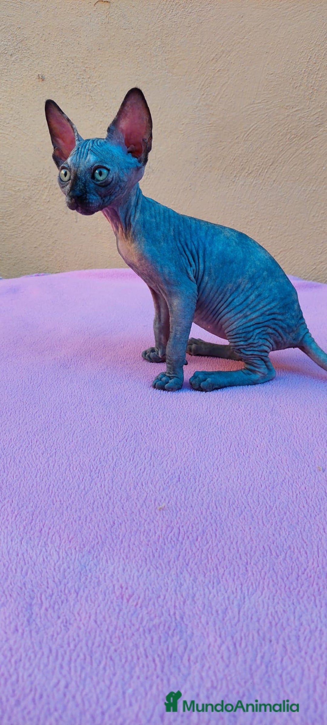 Sphynx gatos en venta: Preciosa hembrita tortuga  - Imagen 6