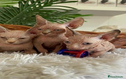 Sphynx gatos en venta: GATITAS SPHYNX - Anuncio 2