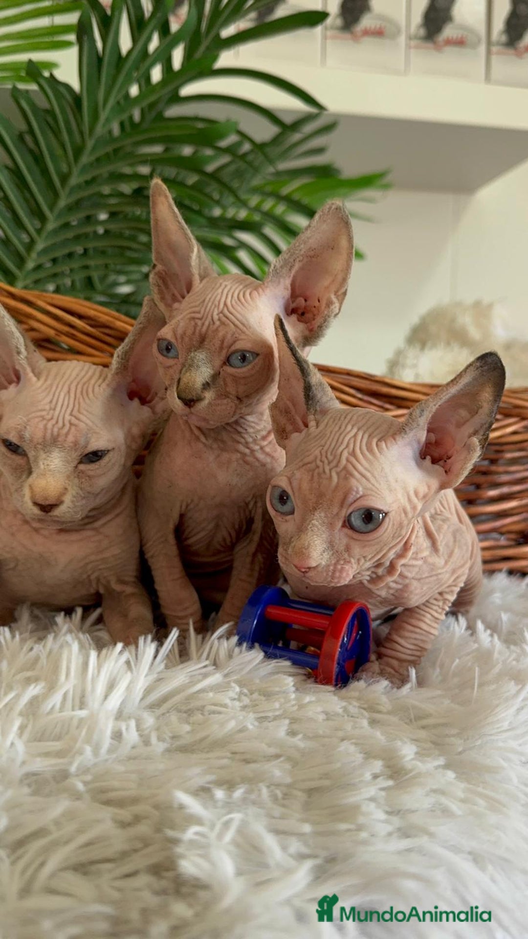Sphynx gatos en venta: GATITAS SPHYNX - Anuncio 2