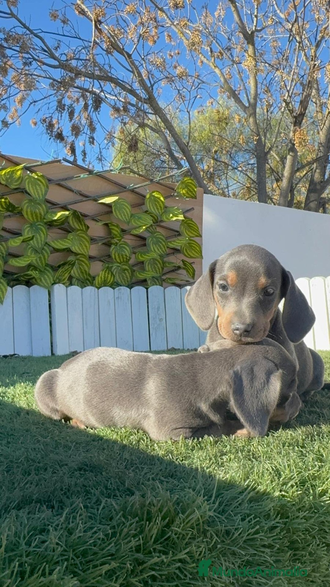 Teckel Miniatura perros en venta: TECKEL MINIATURA BLUE AND TAN - Anuncio 17