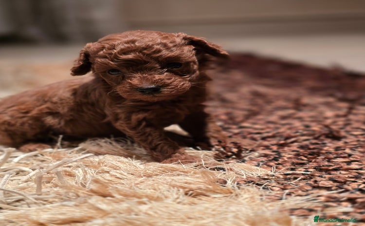 Caniche Toy perros - Anuncio 1