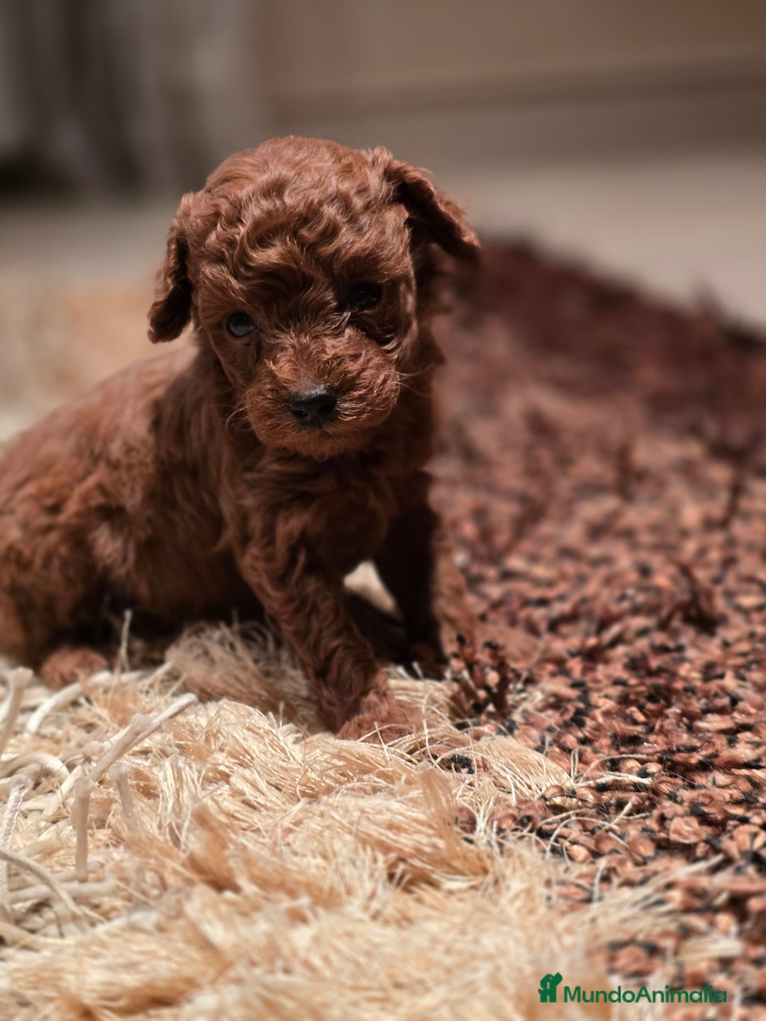 Caniche Toy perros en venta: EJEMPLARES DE CANICHE TOY  - Imagen 1