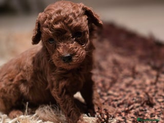 Caniche Toy perros - Anuncio 3