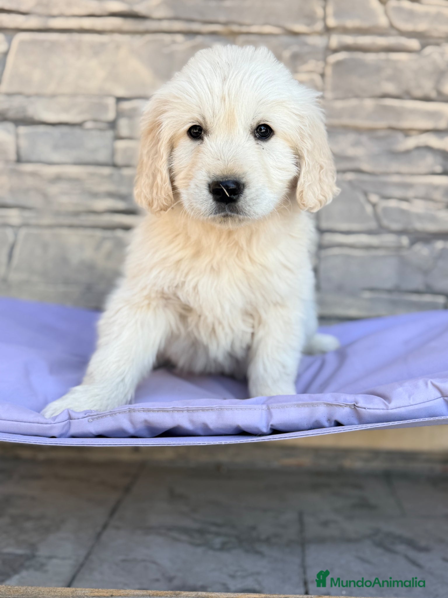 Golden Retriever perros GOLDEN RETIEVER - Anuncio 1