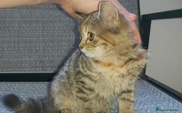 Británico de Pelo Corto gatos en venta: Gatita british shorthair (britanica pelo corto) - Imagen 6