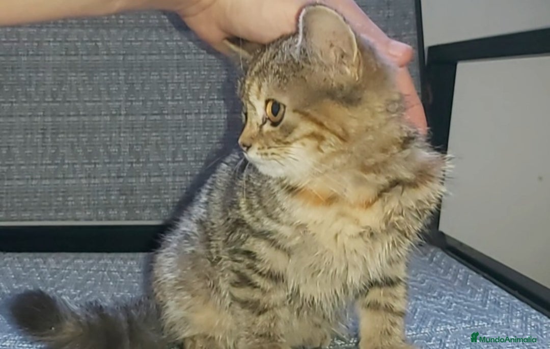 Británico de Pelo Corto gatos en venta: Gatita british shorthair (britanica pelo corto) - Imagen 6
