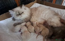 Himalayo gatos en venta: Persas himalayos - Imagen 2