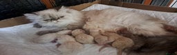 Himalayo gatos en venta: Persas himalayos - Anuncio 2