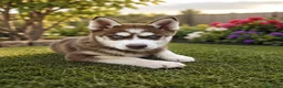 Husky Siberiano perros en venta: Husky siberiano macho de calidad  - Anuncio 4