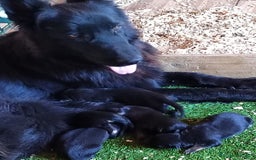 Pastor Alemán perros en venta: Nueva Camada de Pastor manto Negro - Imagen 3