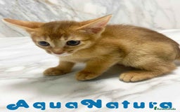 Abisinio gatos en venta:  Abisinio Hembra de Mia 7910 AQUANATURA - Imagen 6