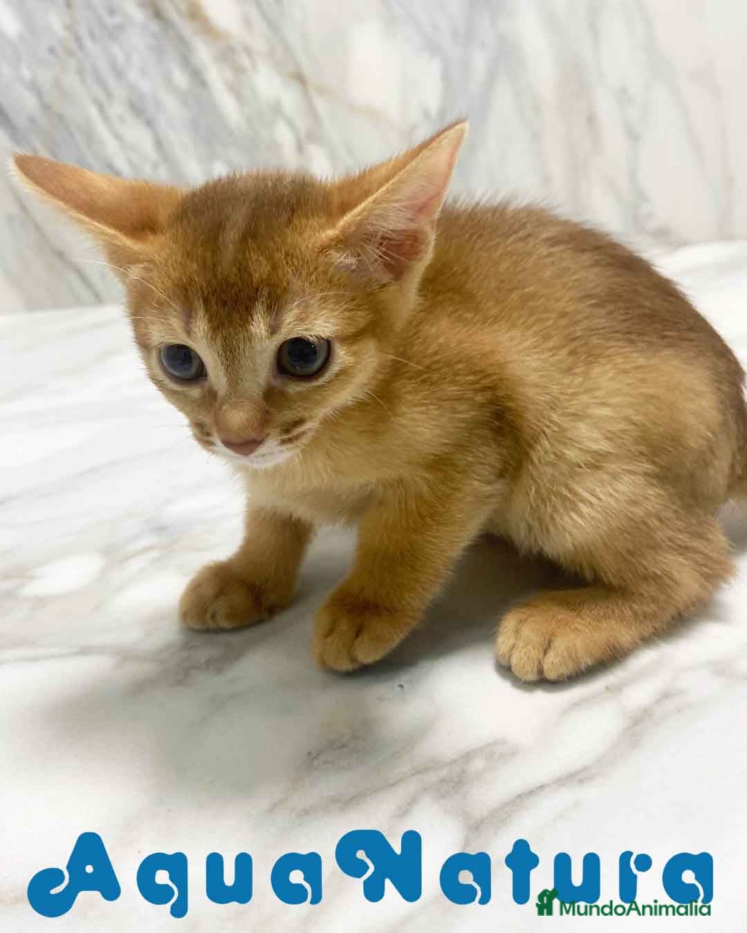 Abisinio gatos en venta:  Abisinio Hembra de Mia 7910 AQUANATURA - Imagen 6
