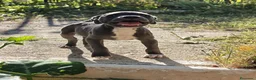 Staffordshire Bull Terrier perros en venta: Staffordshire bull terrier - Anuncio 9