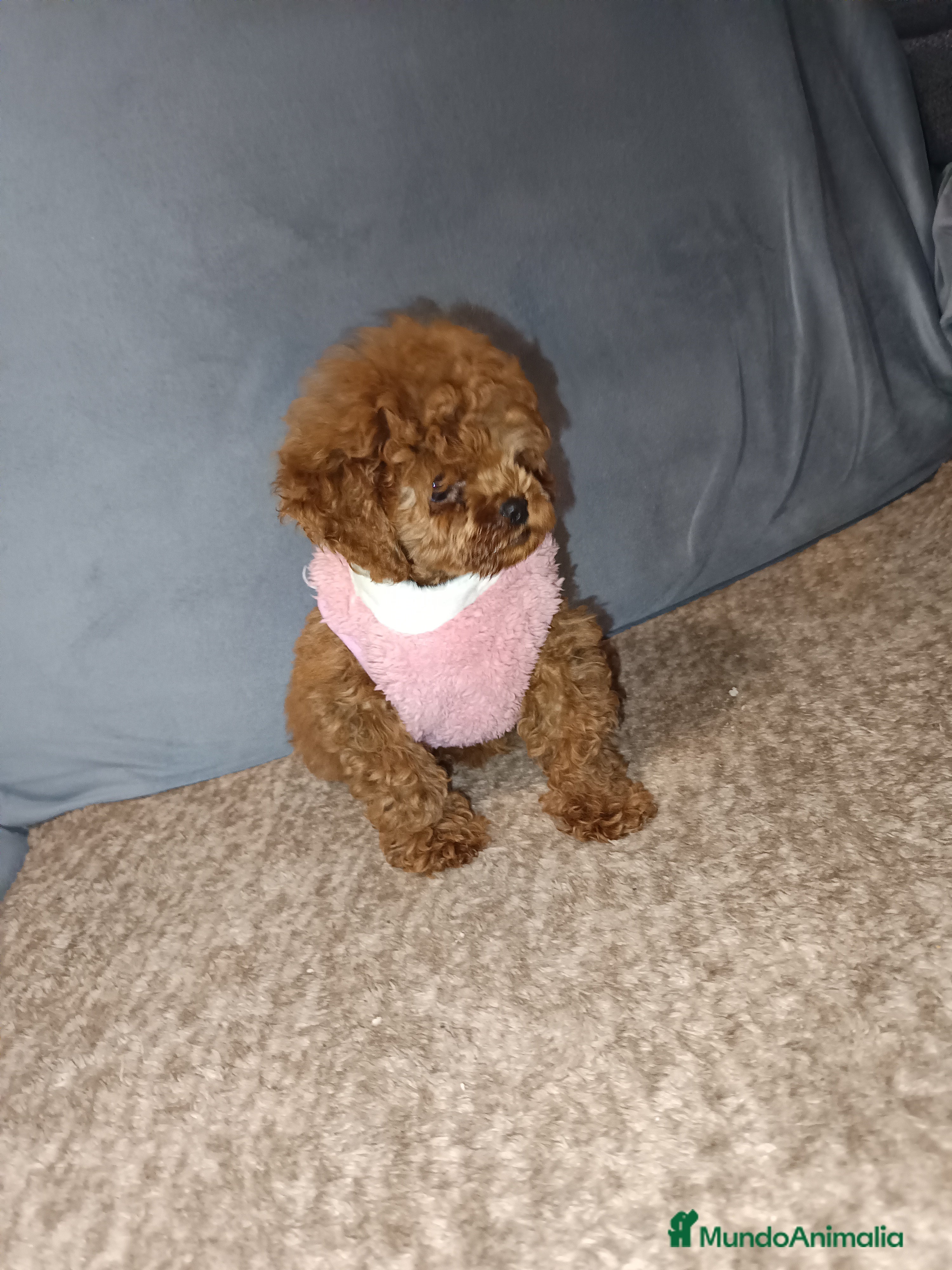 Caniche Toy perros Caniche toy en Badajoz - Anuncio 2