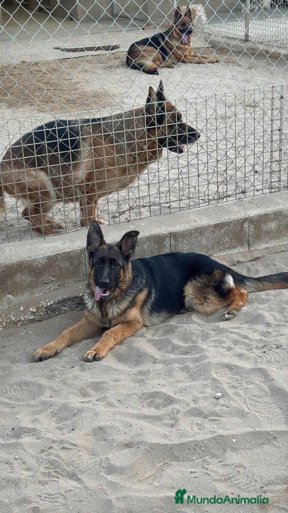 Pastor Alemán perros CACHORRA DE PASTOR ALEMAN - Anuncio 2