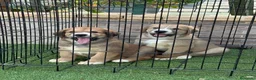 Pastor de Asia Central perros en venta: Disponible pareja Alabai  - Anuncio 5